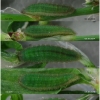 lyc thersamon larva4 volg4h1